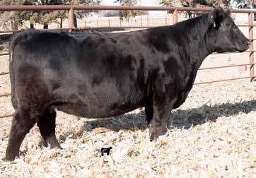 She is the dam of ONeills Expedition, Lucky Boy and Power Force. She has produced many of the ONeill Angus donors. Her sire, Final Answer 003, is a proven and reliable calving ease sire.