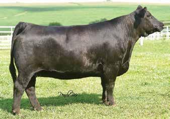 Daughters of Miss Confidence In Me Ruth Ms. E1 2 Black Dbl. Polled /8 SM 3/8 AN ASA#3278022 BD: 3--17 Tattoo: E 1 Adj. : 8 ET Adj. : 33 We truly feel that this heifer is elite!