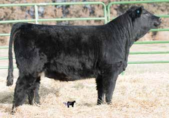 BADJ Aubry 117A, Dam This powerful Pays To Believe solid black daughter is big footed and square hipped. Her dam is our leading donor, who is out of the great Bernadette cow family.