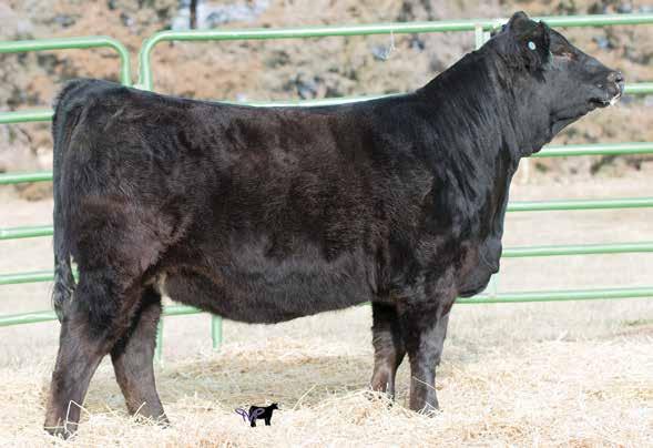 LRS Turning Point 3117A, Sire Here is my favorite purebred heifer in the offering. This is one of the best Turning Point females I have been around.