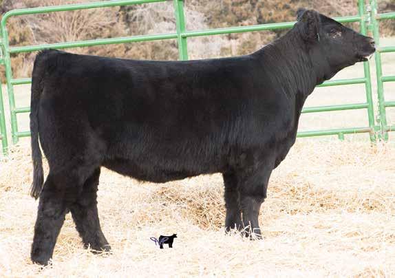 W/C Innocent Man, Sire This heifer really has come on big time here lately. I d even go as far to say that she is one of the best show prospects on the sale.