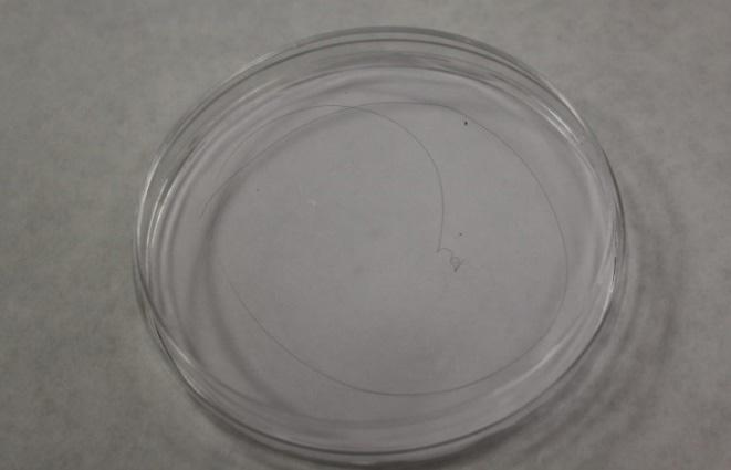 Case Study of Caylee Anthony Thru the Forensics Investigation 2017 Bloise 3/5 b) Use a tweezer to remove the hair and place the hair inside a petri dish.