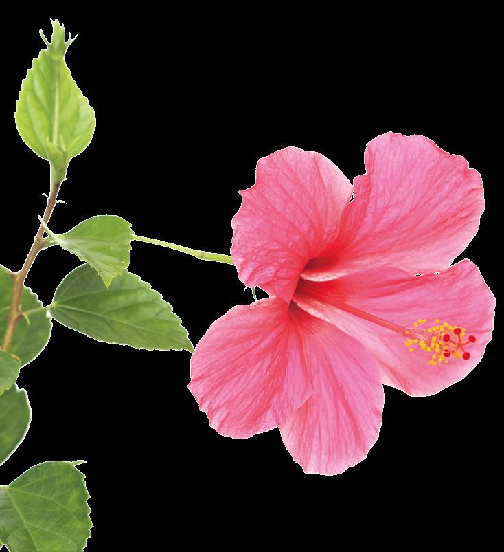 SIGNATURE TREATMENTS The Hibiscus Package (150 Mins) $230 or $450 per couple Renowned for being the botox of the Caribbean, the hibiscus flower boasts many magical properties.