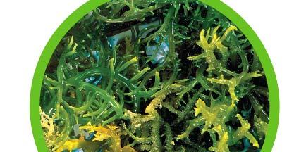 Carrageenan INCI: Carrageenan, Chondrus Crispus (EU) Extracted from red seaweeds Partially sulfated poly D-galactose Types: Iota,