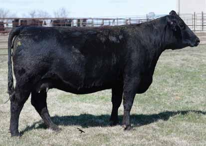 She goes back to our T1 donor on the dam s side and HWF Kashmere on the sire s side. She s got a bull calf at side by SAV Bruiser.