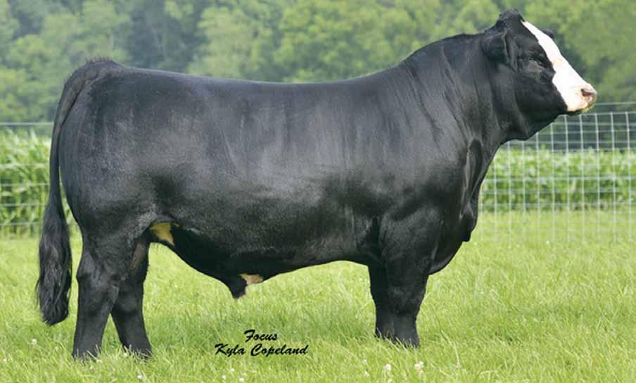 Incredible opportunity with this proven Herd Sire! 63 OBCC Cover Charge M03Z Black Baldy Polled Purebred Bull ASA#201 Tattoo: M03Z BD: --12 Adj. : 2 Adj.