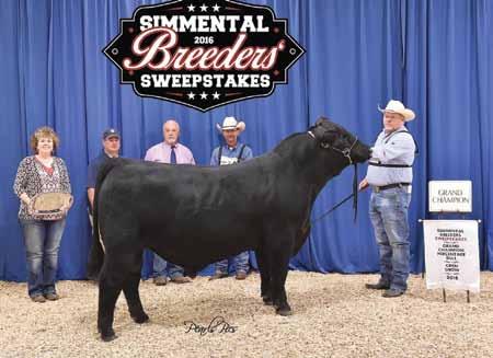 Dam of CMFM Firefly 13C who was Division NAILE, American Royal & Fort Worth 3rd Overall Bred/Owned AJSA Classic Owned by Tanner