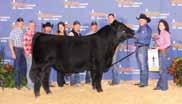OBCC Blacklist was the Grand Champion Bull 2015 Iowa State Fair, 2016 Fort Worth and 2016 Res. Grand Bull at Houston.