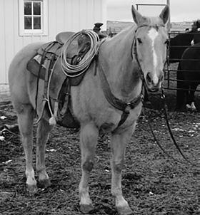 Ranch Horses Levi Magilke - 701-202-7257 169 WEE MAN Bay Gelding 8 Year Old Jake Costello - 605-866-4616 Tom Costello - 605-375-3915 JB 170 Bay Roan Gelding 7 Year Old Wee Man is an 8 year old bay
