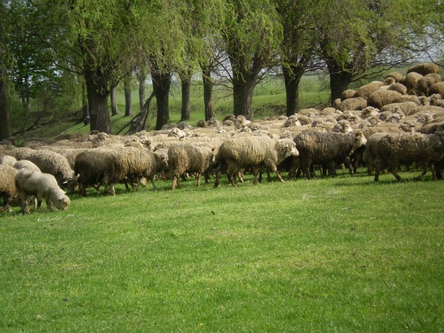 Ukrainian genetic center for sheep