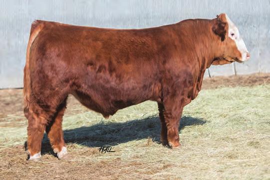 These fall born herd sires are layered with genetics that produce sound, sensible cattle with a look and that perform!