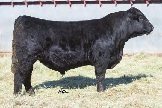 85 108.2 61.4 Lot 29 Zeis Lucky Gal 861A Dam of lots 29-30 Half interest in 861A was purchased a couple years ago from my good friend Dave Zeis in the Louisville sale.