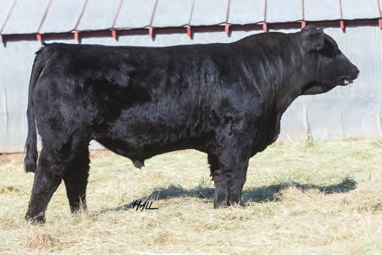 These two sons of 861A will breed consistent and true, for an even set of calves. A pair of 18 month old bulls like these will help group your calf crop together.