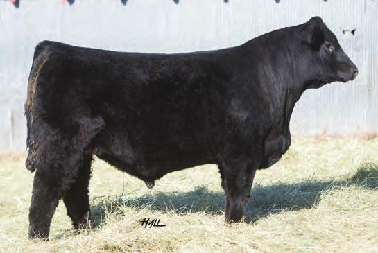 ZEIS SIMMENTALS The Pays to Believe cattle have earned a reputation for mass, power and structural correctness and this one is no exception. Easy fleshing big middled bull that can move.