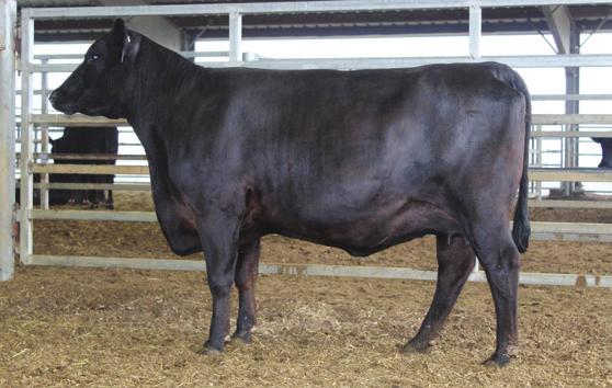 Spring Pairs 37 BluQ Primrose 1866 Birth Date: 2/2/16 Cow AAA# 18420052 Tattoo: 1866 Connealy Product 568 G A R Retail Product Pride Fine of Conanga 566 CONNEALY FINAL PRODUCT Connealy Deep Canyon