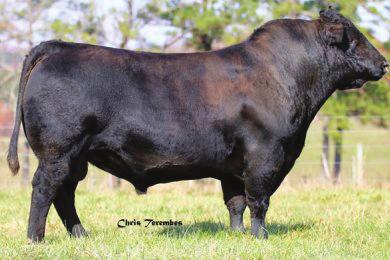 Upfront 0392 / Sire of
