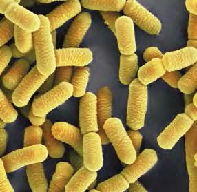 THERE ARE 100 TRILLION GOOD BACTERIA LIVING IN THE HUMAN BODY Bacteria are life forms.
