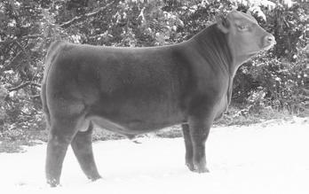 His first daughters are calving now and they look to be fantastic maternal prospects.