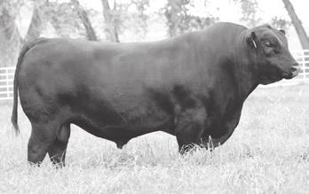 These Visionary sons by the dominant Madame Pride cow family have redefined what we thought was possible in terms of reducing inputs while maximizing output potential.