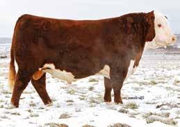 He has the look of a true breeding bull and should definitely raise some daughters you want to keep with the maternal strength in his pedigree.