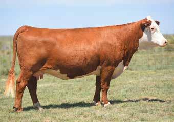 PRIDE 5004R ET 4.8-0.8 45 80 26 48 3.9 1.41 1.38 0.9 0.017 0.68 0.10 20 16 24 A good herd bull with real calving ease. Excellent maternal strength with 0222x.