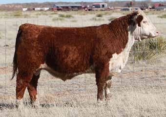 44 1.41 0.7 0.003 0.87 0.03 13 11 26 A stout, deep-bodied bull who is correct in his design. He is backed by an exceptional cow family.