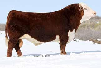 This great bull ranks in the top 5% for WW, REA and CHB. The top 10% for YW, M&G, SC, BMI. Top 20% for Udder and Teat.