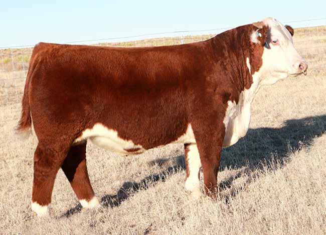 Lot 2 - PCC 457Y Hutton 6049 ET Lot 2 was a member of the Reserve Division Champion Spring Pen of 3 at the NWSS. He offers as much power and performance as you ll find this spring.