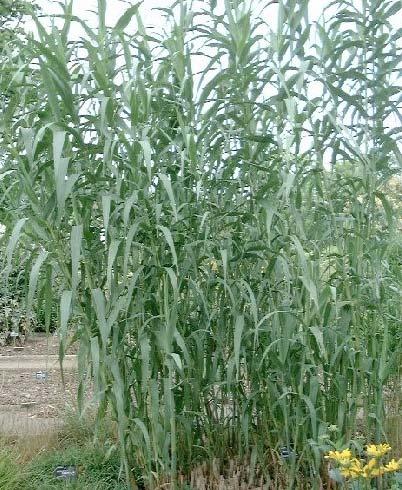 What is Arundo donax? Tall, bamboo-like member of the grass family (Poaceae) Average height 4-6 meters. Can grow 10 cm a day. Originated in Northern India, Southern Nepal.