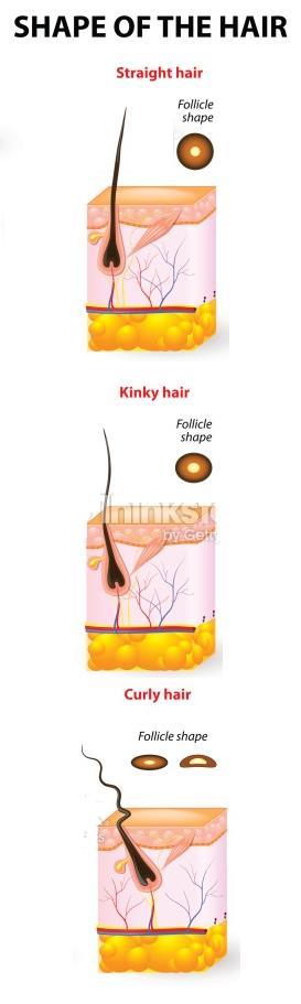 The Biology of Hair Hair shape (round or oval in cross-section) and texture (curly or straight) is influenced heavily by genes.