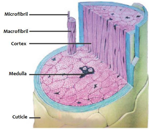 Cortex The main body of the hair.