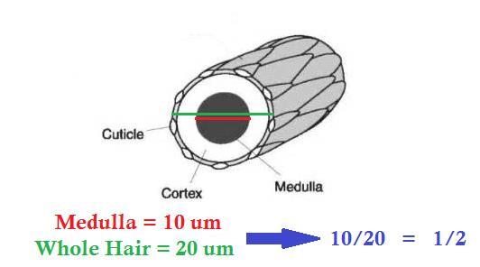 Medullary Index The fraction of the hair s width occupied by the medulla [between 0 and 1] Measured by the