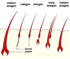 Root: Shape and size of the hair root is