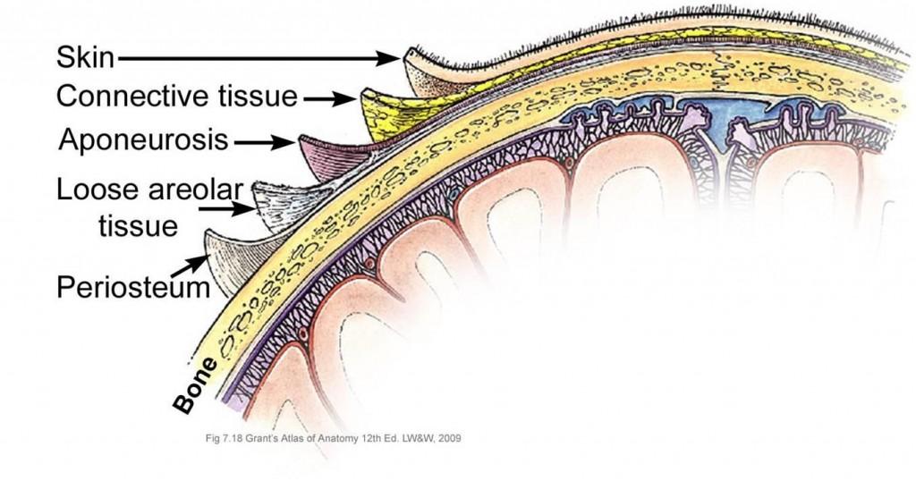 follicles of skin project into this layer MUSCULOAPONEUROTIC (A): Represents the deep fascia In forehead and occipital regions the frontalis and occipitalis muscles are located here.