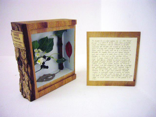 MMXII Camphor Cinnamomum Camphora Cape Town, 2012 Wood, marquetry, wood bark, text on paper and leaves