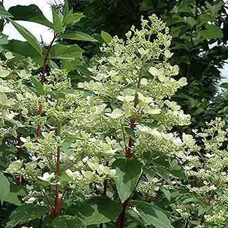 In fall, flowers can turn a pinkish color. (#1891) Bombshell Hydrangea paniculata Bombshell PP21008 Ht.