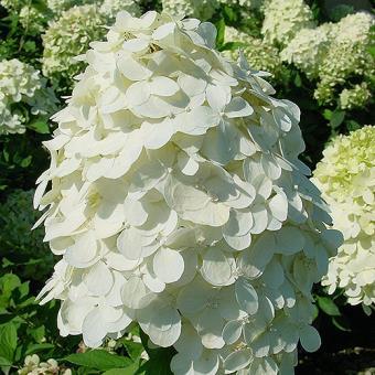 It features large 10-12 panicles of flowers that emerge a pale lime color, quickly turning white and finally changing to pink.