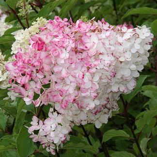 / Flower: White White flowers in the summer hold their color into autumn when the blooms change to a rich, deep pink.