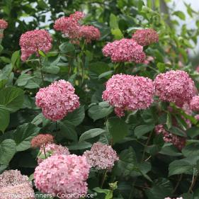 pinkish-purple in neutral soil. Blooms on new wood throughout summer and thrives in sun or partial shade.