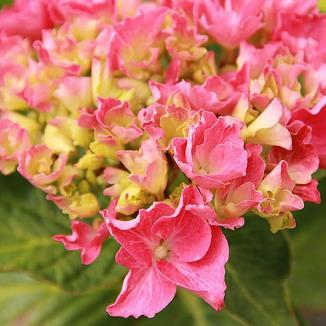 / Wd. 2-3 ft. / Flower: Pink to Blue Large lace-cap blooms are baby blue or pink and are as big as the palm of your hand!