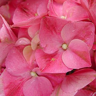 (#1195) Expression Hydrangea macrophylla RIE 06 PP18393 Ht. 3-4 ft.