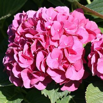 / Flower: Deep Pink Forever Pink s large deep pink flowers are set off nicely by its shiny green foliage.