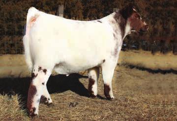 -0.04 Calved... //07 Tattoo...35 Reg#... x455768 This bull has been nothing short of a powerhouse since he was born.