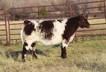 .. FSF Stardust 777 FSF Starburst 058 Jake s Sierra S Jake s Proud Jazz 66L KEG Jazz B KEG Charm Z -0.03 When you think in terms of winning shows and making great cows, this heifer comes to mind.