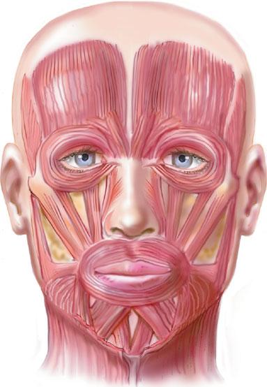 Frontalis Corrugator FIGURE 22-2 The muscles of the face. Each can be deliberately relaxed with an injection of botulinum toxin.