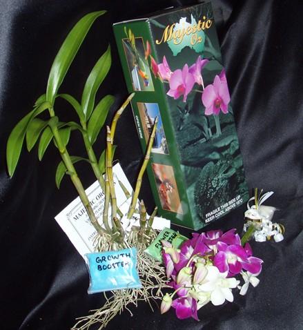 Majestic Orchids Plant Packs Code PP2 Code PP4 Code PP6 C D B The Majestic Orchids