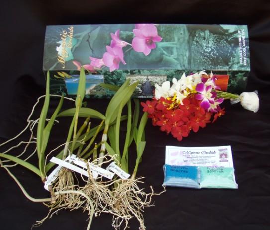 Orchids Plant Packs come with an instruction booklet on how to attach bare-rooted