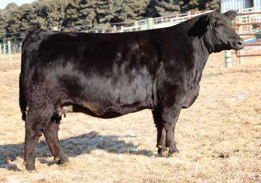 W/C Executive Order 8543B Calf Sire for Lots 6A & 7A Lot 6 Gambles Hot Rod SILVEIRAS STYLE 9303 Silveiras Elba 2520 CNS Dream On L186 HS/HSF BEAUFUL DM SVF Sheza Beauty L901 M 15.0 58 90.
