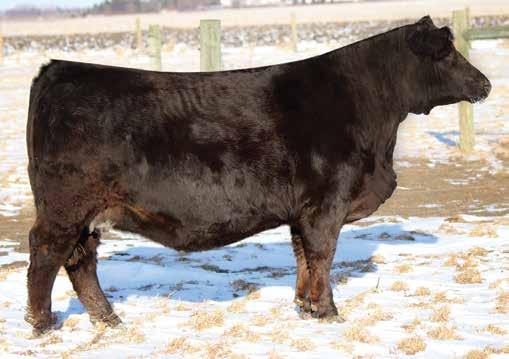 81 126 68 HILB Executive Chica D505 Lot 12A Black Double Polled 3/4 SM 1/4 AN Female ASA#3272936 \ Tattoo: D505 \ BD: 1-27-16 Adj : 73 \ Adj : N/A WS A Step Up X27 Calf Sire Her roots may be in