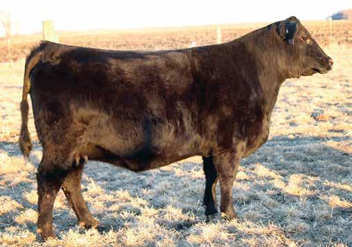 89 124 75 Lot 18A AJE/HS/MBCC Dynamite Dam She s A Blast is the baldy version of the Dynamite x Upgrade mating.